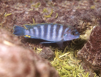 Pseudotropheus perspicax 'Mphanga Rocks'
